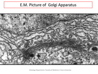 E.M. Picture of Golgi Apparatus

Histology Department / Faculty of Medicine / Cairo University

 