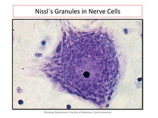 Nissl´s Granules in Nerve Cells

Histology Department / Faculty of Medicine / Cairo University

 