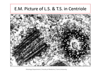 E.M. Picture of L.S. & T.S. in Centriole

Histology Department / Faculty of Medicine / Cairo University

 