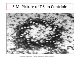 E.M. Picture of T.S. in Centriole

Histology Department / Faculty of Medicine / Cairo University

 