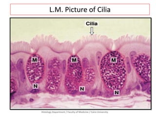 L.M. Picture of Cilia

Histology Department / Faculty of Medicine / Cairo University

 