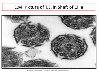 E.M. Picture of T.S. in Shaft of Cilia

Histology Department / Faculty of Medicine / Cairo University

 