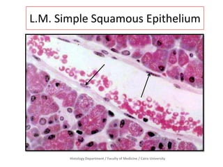 L.M. Simple Squamous Epithelium

Histology Department / Faculty of Medicine / Cairo University

 