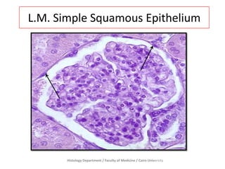 L.M. Simple Squamous Epithelium

Histology Department / Faculty of Medicine / Cairo University

 
