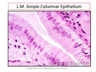 L.M. Simple Columnar Epithelium

Histology Department / Faculty of Medicine / Cairo University

 