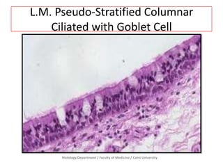L.M. Pseudo-Stratified Columnar
Ciliated with Goblet Cell

Histology Department / Faculty of Medicine / Cairo University

 