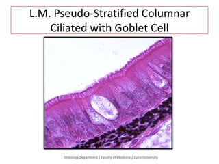 L.M. Pseudo-Stratified Columnar
Ciliated with Goblet Cell

Histology Department / Faculty of Medicine / Cairo University

 