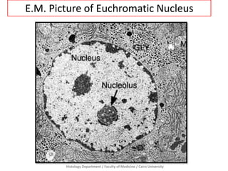 E.M. Picture of Euchromatic Nucleus

Histology Department / Faculty of Medicine / Cairo University

 