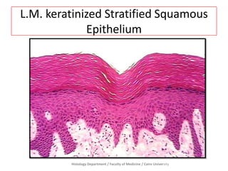 L.M. keratinized Stratified Squamous
Epithelium

Histology Department / Faculty of Medicine / Cairo University

 