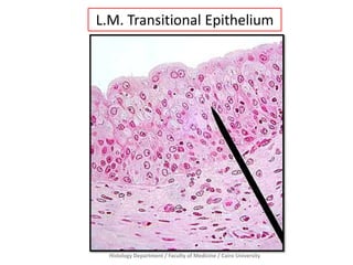L.M. Transitional Epithelium

Histology Department / Faculty of Medicine / Cairo University

 
