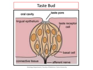 Taste Bud

Histology Department / Faculty of Medicine / Cairo University

 