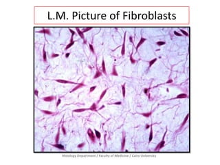 L.M. Picture of Fibroblasts

Histology Department / Faculty of Medicine / Cairo University

 
