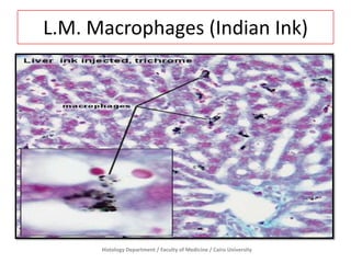 L.M. Macrophages (Indian Ink)

Histology Department / Faculty of Medicine / Cairo University

 