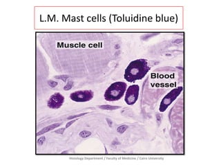 L.M. Mast cells (Toluidine blue)

Histology Department / Faculty of Medicine / Cairo University

 