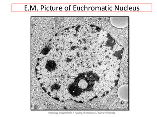 E.M. Picture of Euchromatic Nucleus

Histology Department / Faculty of Medicine / Cairo University

 