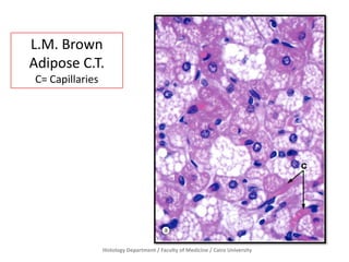 L.M. Brown
Adipose C.T.
C= Capillaries

Histology Department / Faculty of Medicine / Cairo University

 
