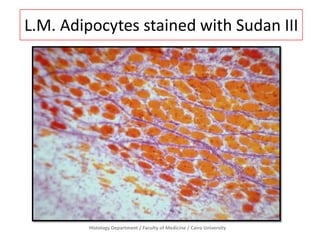L.M. Adipocytes stained with Sudan III

Histology Department / Faculty of Medicine / Cairo University

 