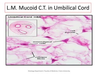 L.M. Mucoid C.T. in Umbilical Cord

Histology Department / Faculty of Medicine / Cairo University

 