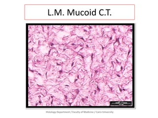L.M. Mucoid C.T.

Histology Department / Faculty of Medicine / Cairo University

 