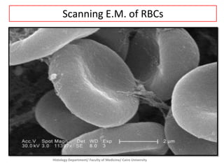 Scanning E.M. of RBCs

Histology Department/ Faculty of Medicine/ Cairo University

 