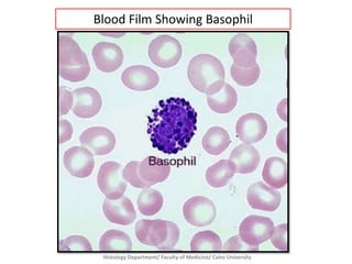 Blood Film Showing Basophil

Histology Department/ Faculty of Medicine/ Cairo University

 