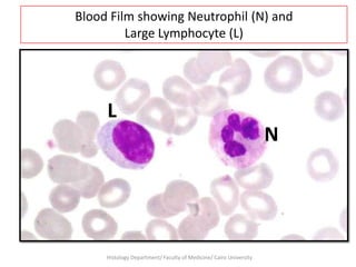 Blood Film showing Neutrophil (N) and
Large Lymphocyte (L)

L
N

Histology Department/ Faculty of Medicine/ Cairo University

 