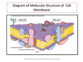 Diagram of Molecular Structure of Cell
Membrane

Histology Department / Faculty of Medicine / Cairo University

 