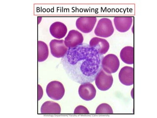 Blood Film Showing Monocyte

Histology Department/ Faculty of Medicine/ Cairo University

 