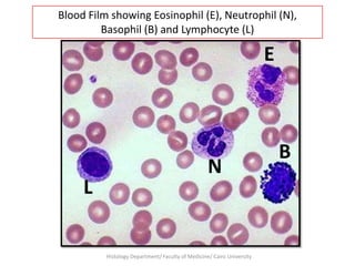 Blood Film showing Eosinophil (E), Neutrophil (N),
Basophil (B) and Lymphocyte (L)

E

L

N

Histology Department/ Faculty of Medicine/ Cairo University

B

 