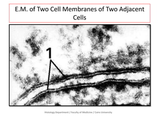 E.M. of Two Cell Membranes of Two Adjacent
Cells

Histology Department / Faculty of Medicine / Cairo University

 