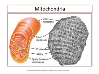 Mitochondria

Histology Department / Faculty of Medicine / Cairo University

 