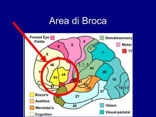 Area di Broca 
 
