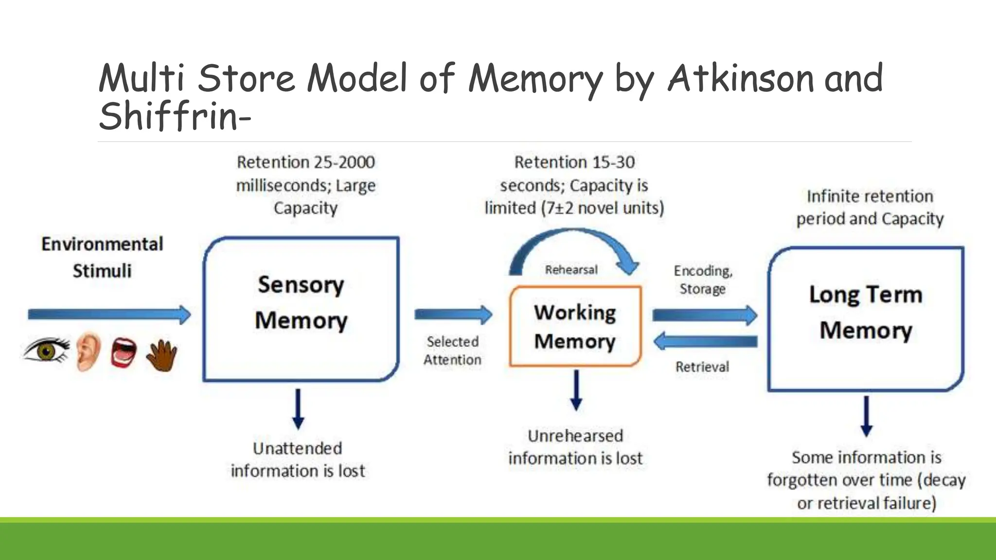 Multi Store Model of Memory by Atkinson and
Shiffrin-
 