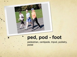 ped, pod - foot 
pedestrian, centipede, tripod, podiatry, 
pedal 
 