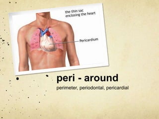 peri - around 
perimeter, periodontal, pericardial 
 