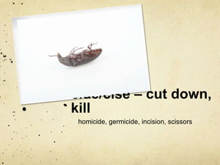 cide/cise – cut down, 
kill 
homicide, germicide, incision, scissors 
 