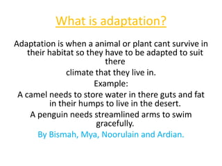 What is adaptation? Adaptation is when a animal or plant cant survive in their habitat so they have to be adapted to suit there  climate that they live in.  Example:  A camel needs to store water in there guts and fat in their humps to live in the desert. A penguin needs streamlined arms to swim gracefully. By Bismah, Mya, Noorulain and Ardian. 