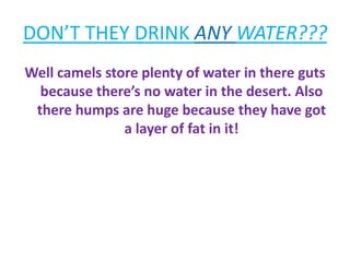 DON’T THEY DRINK ANY WATER???Well camels store plenty of water in there gutsbecause there’s no water in the desert. Also there humps are huge because they have got a layer of fat in it!  
