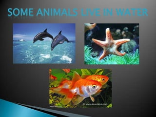 SOME ANIMALS LIVE IN WATER
 