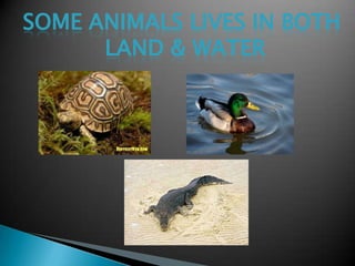 SOME ANIMALS LIVES IN BOTH
      LAND & WATER
 