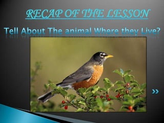 where the animals live