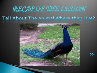 where the animals live