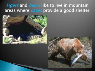 Tigers and bears like to live in mountain
areas where caves provide a good shelter
 