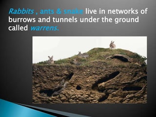 Rabbits , ants & snake live in networks of
burrows and tunnels under the ground
called warrens.
 