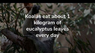 Koalas eat about 1
kilogram of
eucalyptus leaves
every day
 