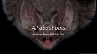 akg
All about bats
Made by- Dylan, Abdullah ,Ellie
This Photo by Unknown author is licensed under CC BY-NC-ND.
 