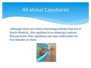 Although there are many interesting animals that live in
South America , the capybara is an amazing creature .
Did you know that capybaras can stay underwater for
five minutes or more.
All about Capybaras
 