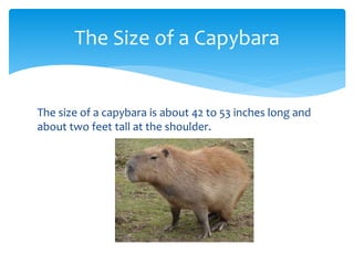 The size of a capybara is about 42 to 53 inches long and
about two feet tall at the shoulder.
The Size of a Capybara
 