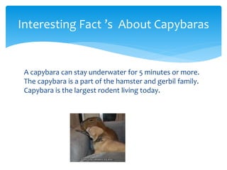 A capybara can stay underwater for 5 minutes or more.
The capybara is a part of the hamster and gerbil family.
Capybara is the largest rodent living today.
Interesting Fact ’s About Capybaras
 