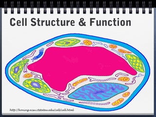 Cell Structure & Function




http://koning.ecsu.ctstateu.edu/cell/cell.html
 